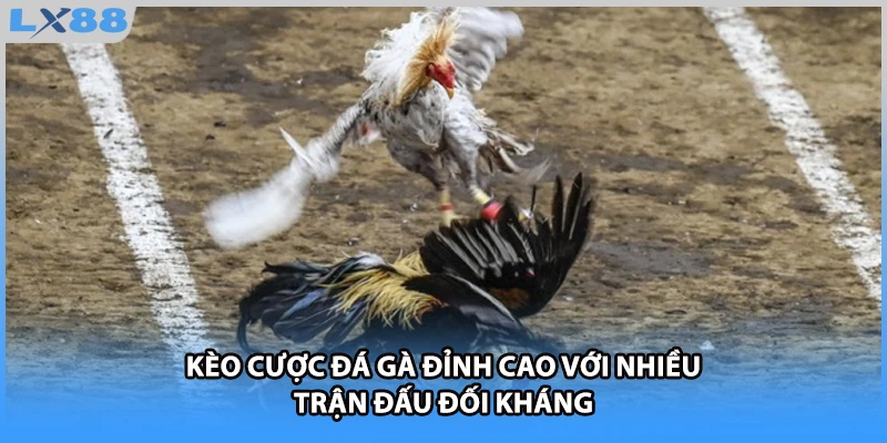 Kèo cược đá gà đỉnh cao với nhiều trận đấu đối kháng