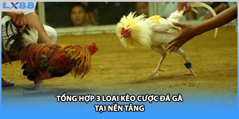 Tổng hợp 3 loại kèo cược đá gà tại nền tảng